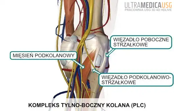 Kompleks tylno-boczny kolana PLC