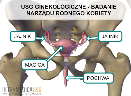 USG ginekologiczne Kraków - badane jajniki i macica