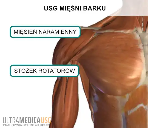 Badanie ultrasonograficzne mięśni barku Kraków