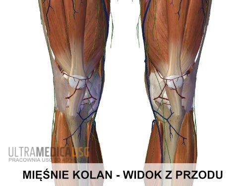 Mięśnie kolan - widok z przodu