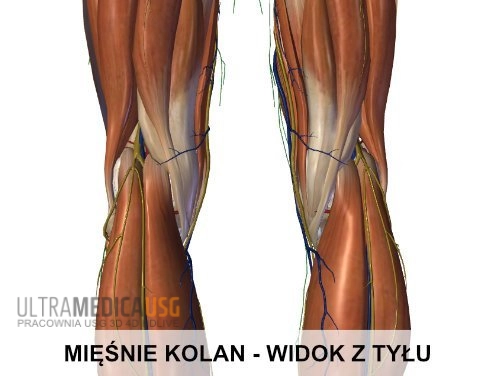 Mięśnie kolan - widok z tyłu
