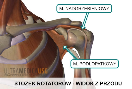 Ścięgna mięśni stożka rotatorów - widok od przodu
