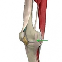 Anatomiczna budowa prawidłowego stawu kolanowego zaznaczono strukturę widoczną w badaniu USG